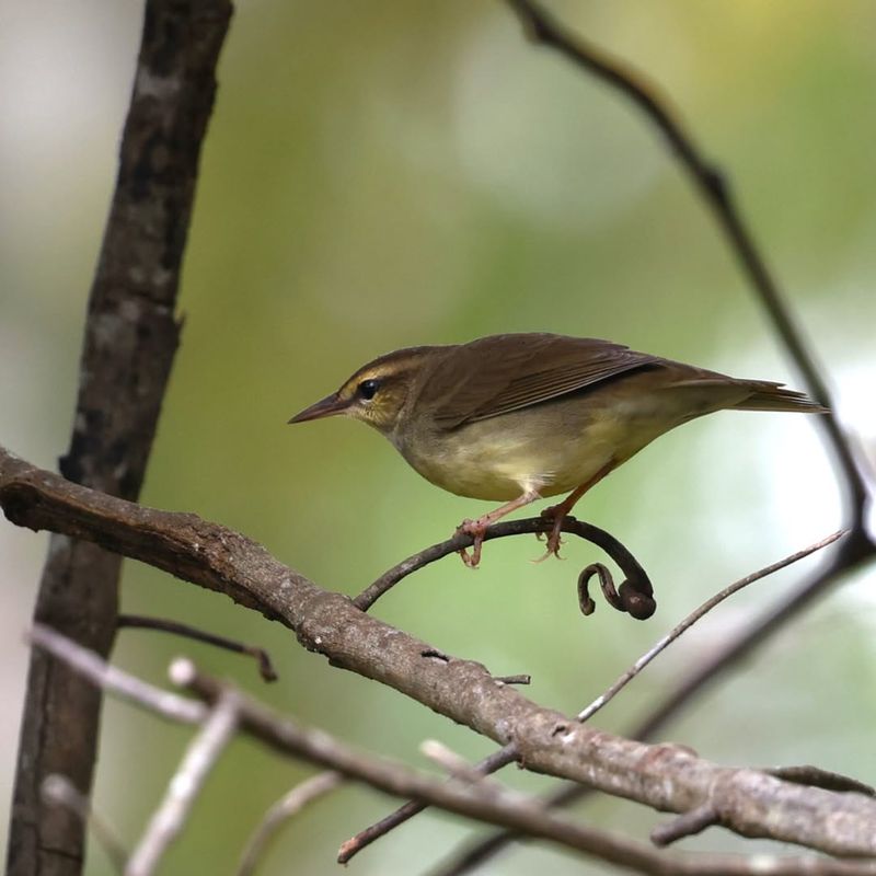 Swainson's Warbler