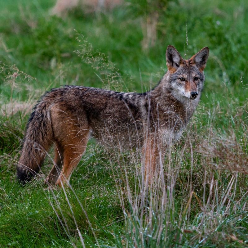 Report Aggressive Behavior To Wildlife Officials