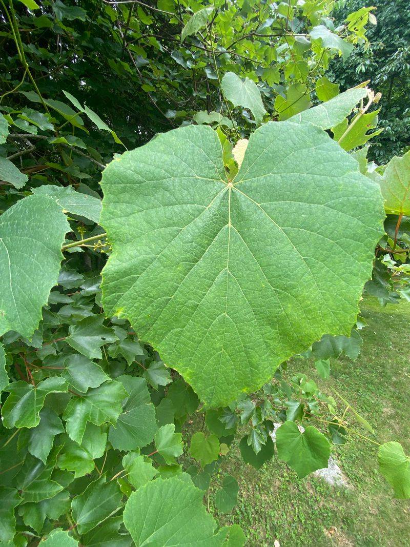 Vine Tangles