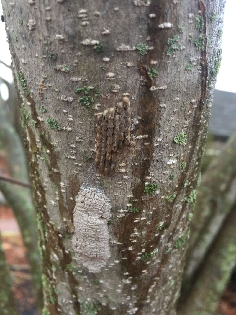 Gypsy Moth Egg Masses