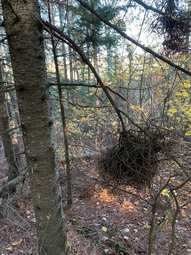 Witches' Broom Growth Confuses Tree Watchers