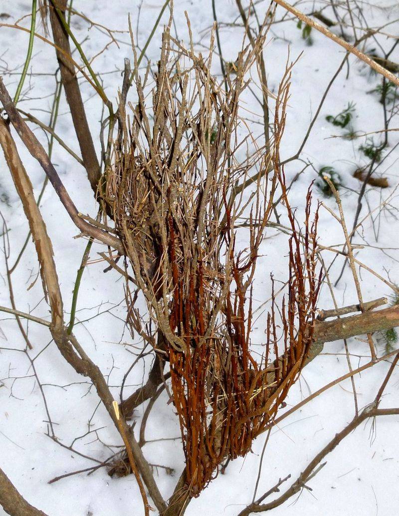 Witches' Broom Growth Clusters