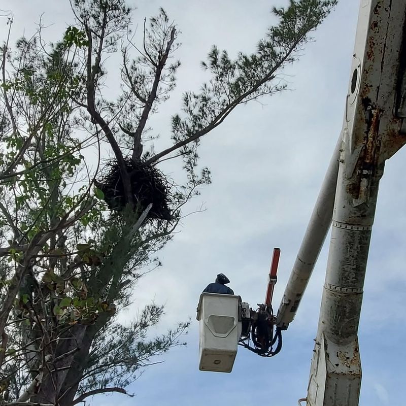 Crow or Hawk Nests