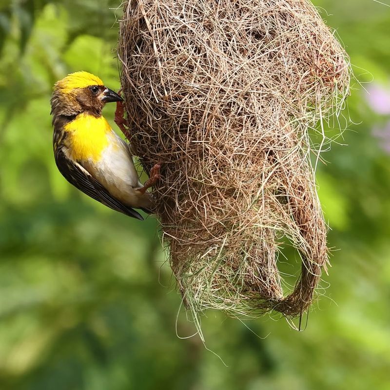 Abandoned Oriole Nests