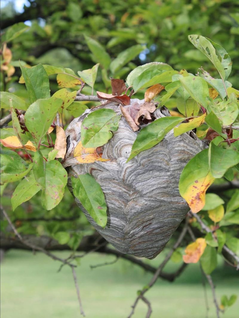 Bald-Faced Hornet Nests