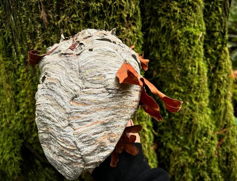 Wasp Or Hornet Colony