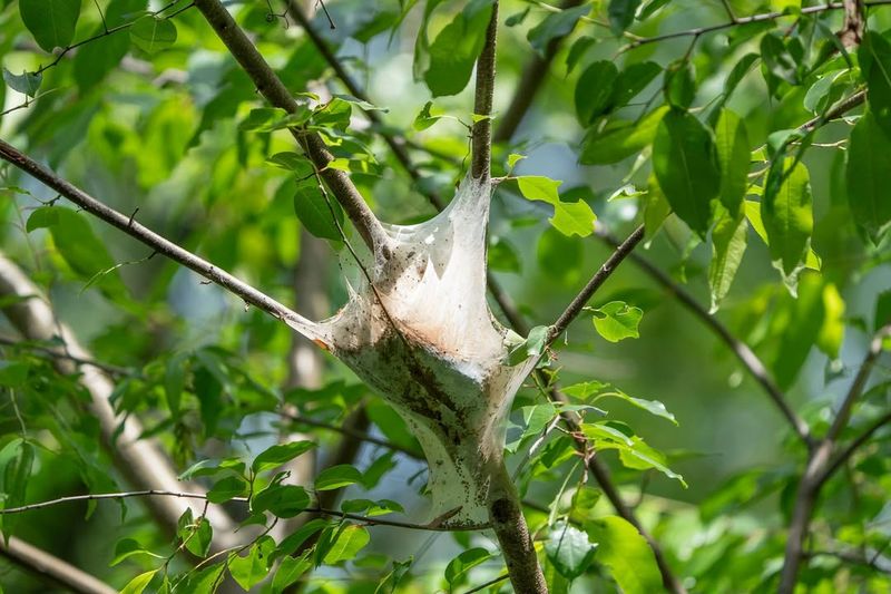 Eastern Tent Caterpillar Web Spreading