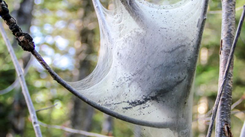 Spider Mite Webbing Creating Leaf Clusters