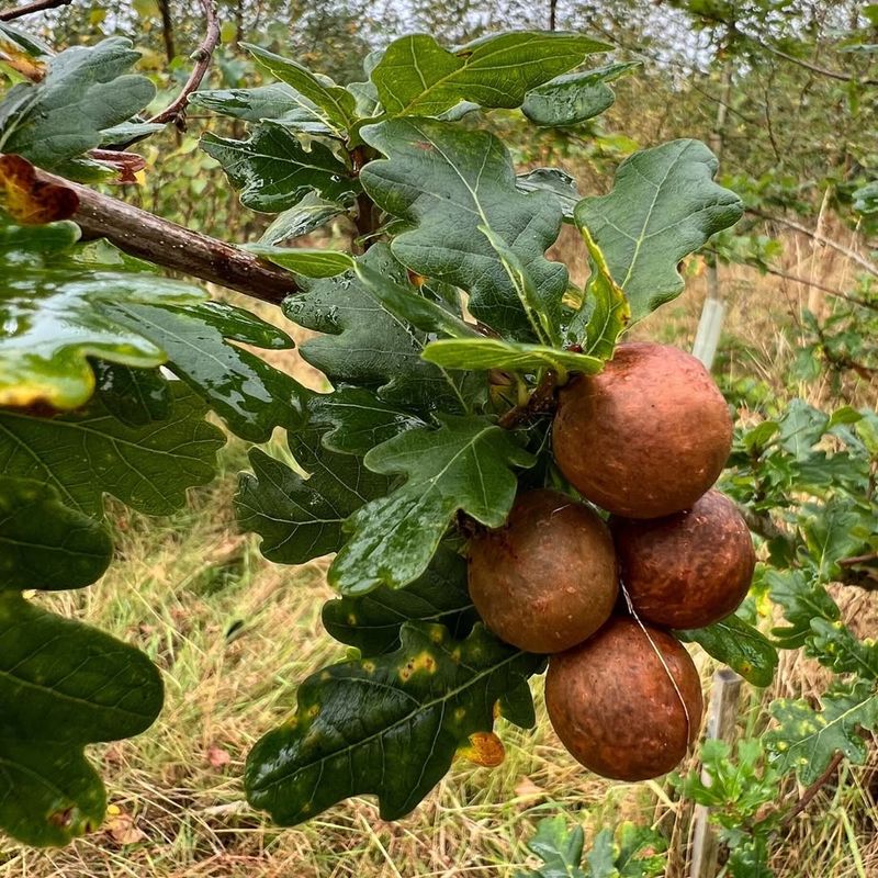 Oak Apple Galls