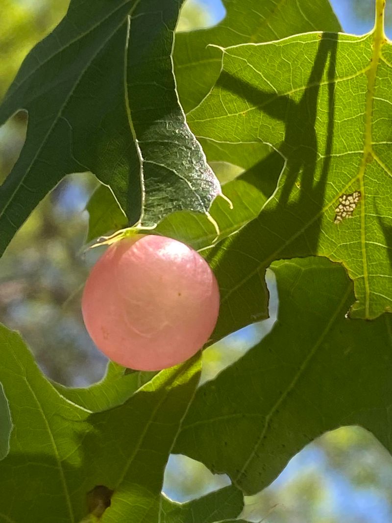 Oak Apple Galls On Branches