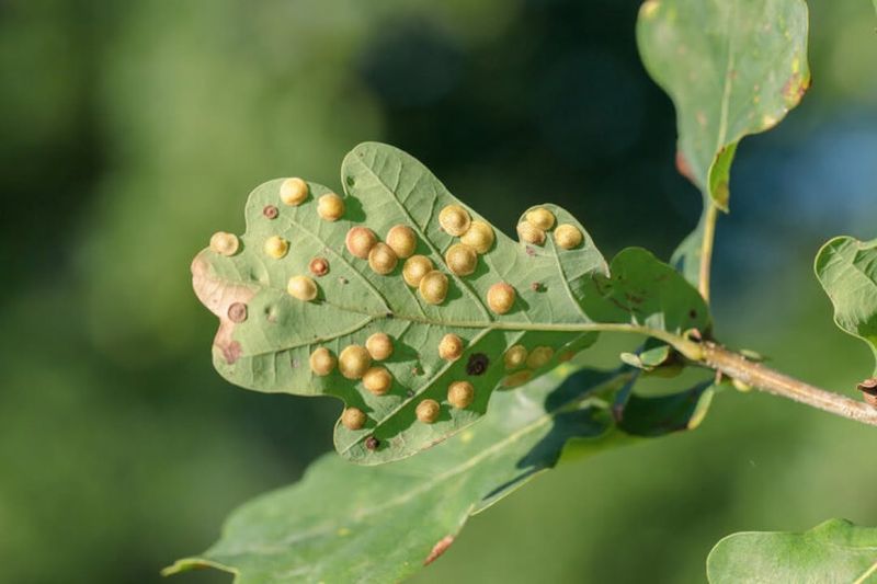 Galls Form Strange Growths
