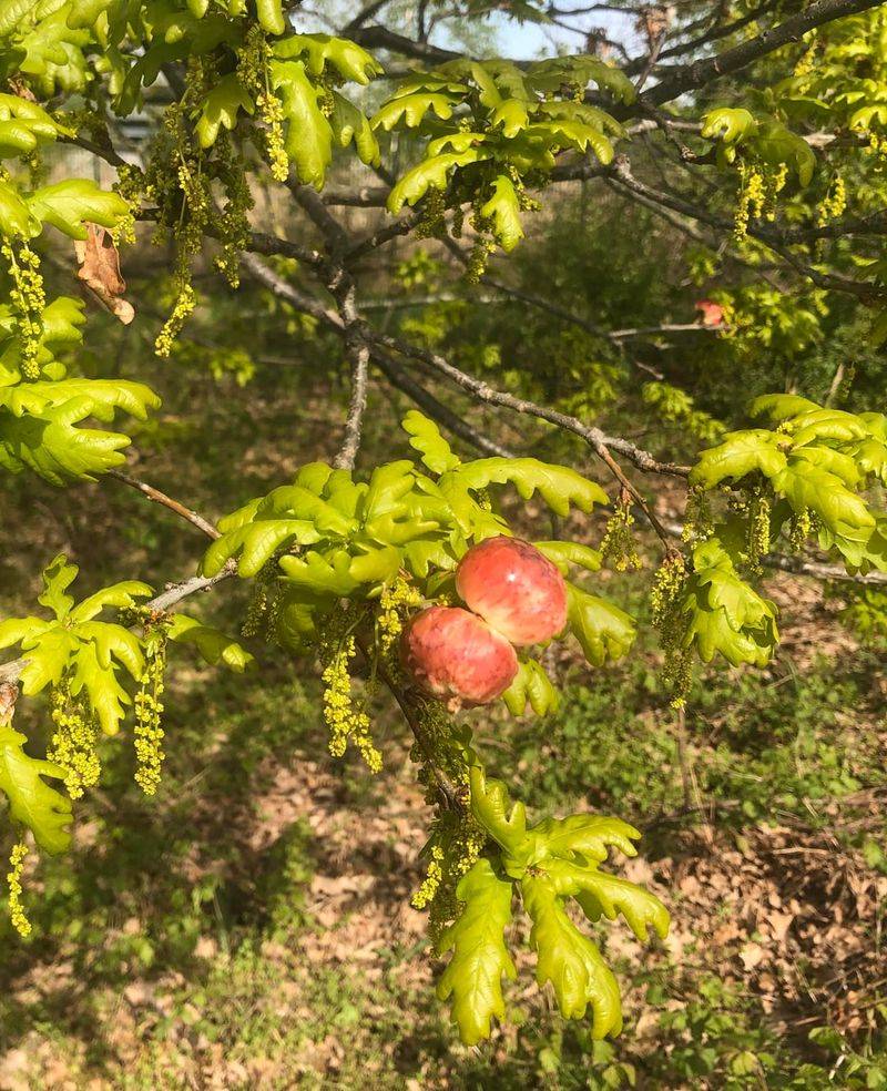 Galls Form From Insect Activity