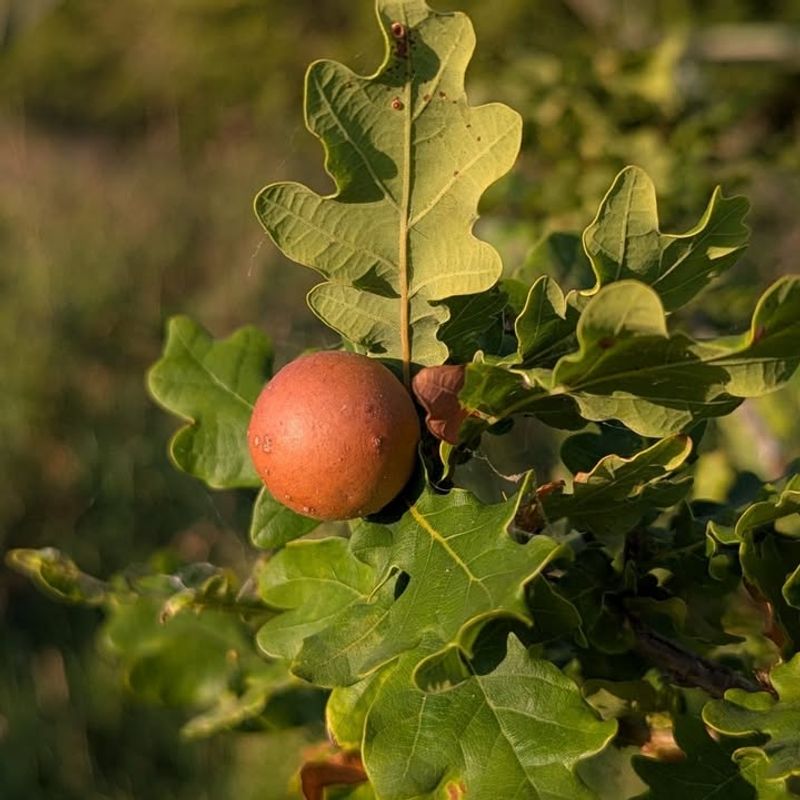 Gall Formations Trick The Eye