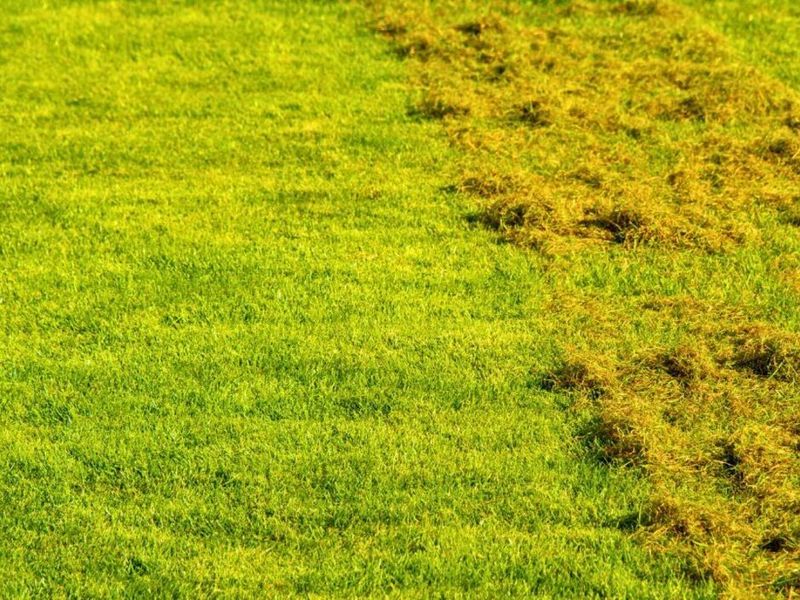 Eliminates Moss Growth Effectively