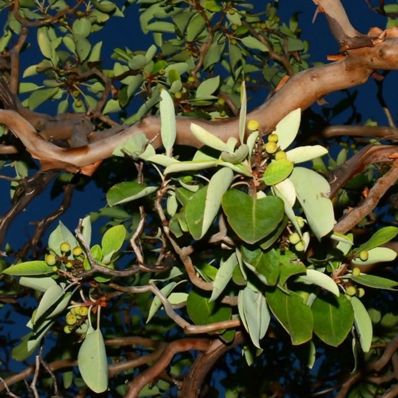 Texas Madrone