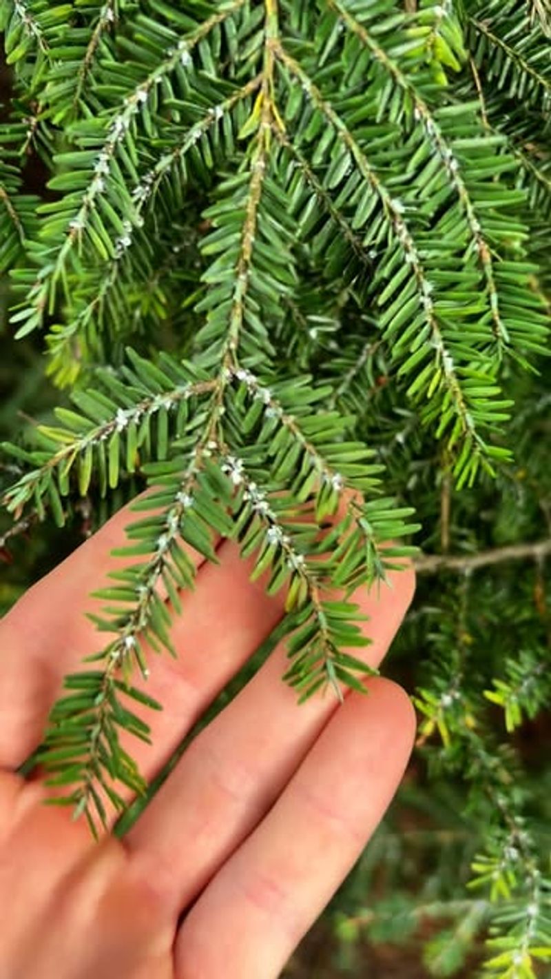 Eastern Hemlock