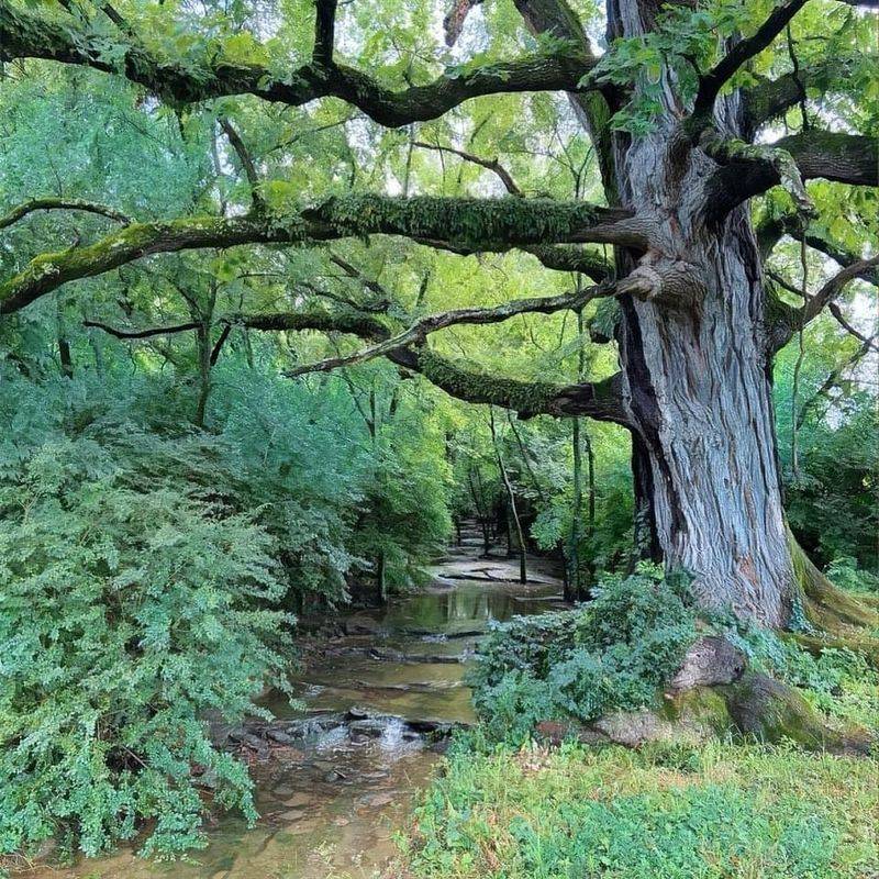 Heritage Trees On Historic Properties