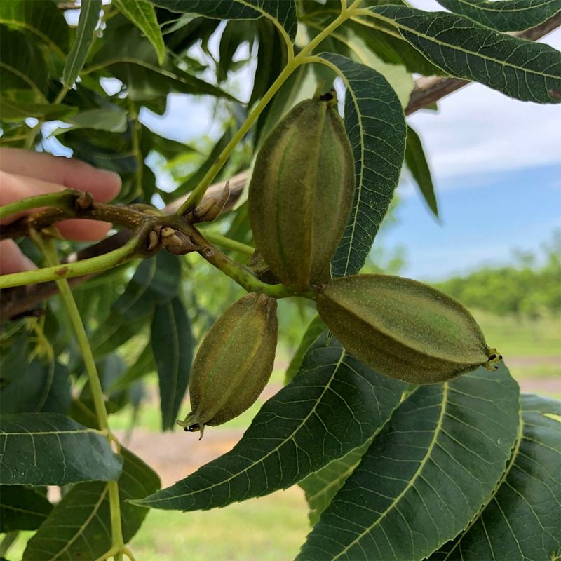 Pecan