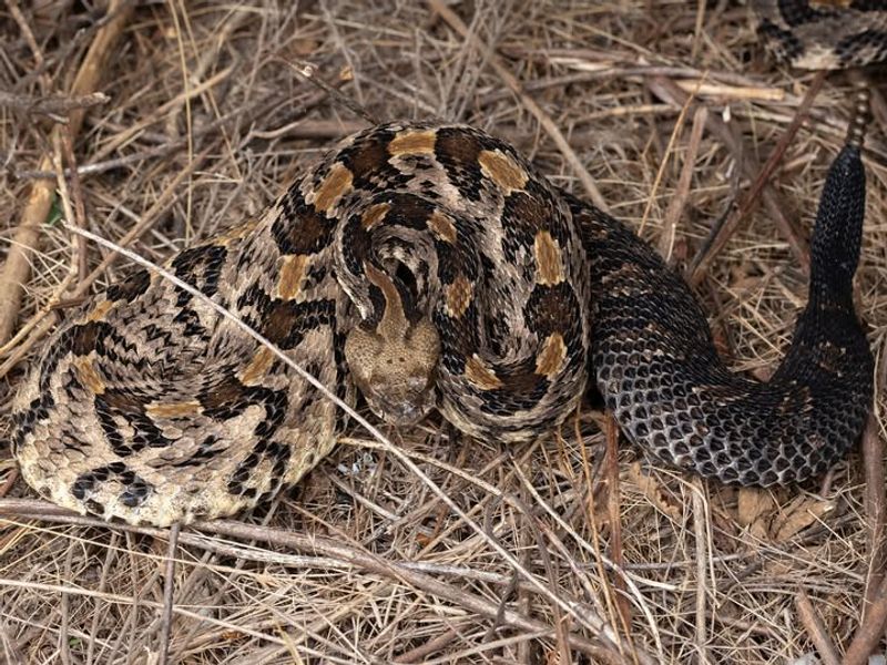 Timber Rattlesnake