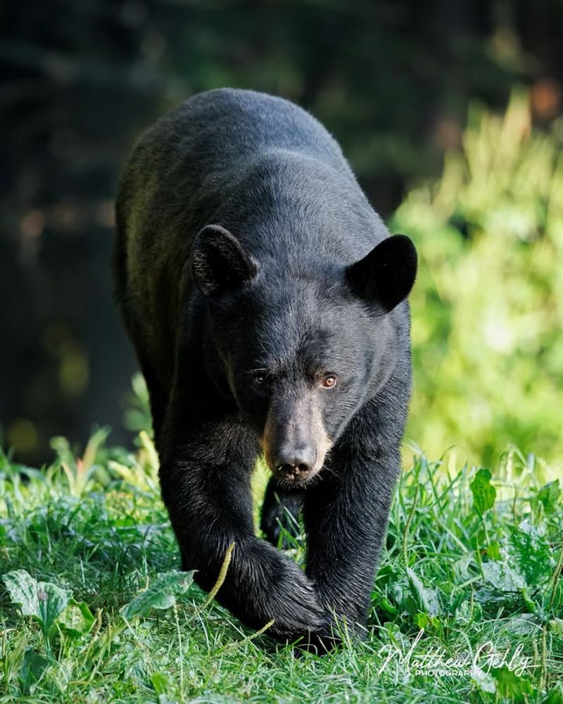 Louisiana Black Bear