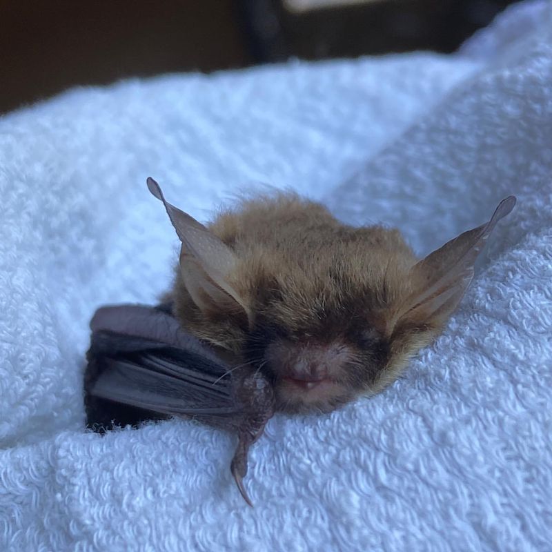 Northern Long-Eared Bat
