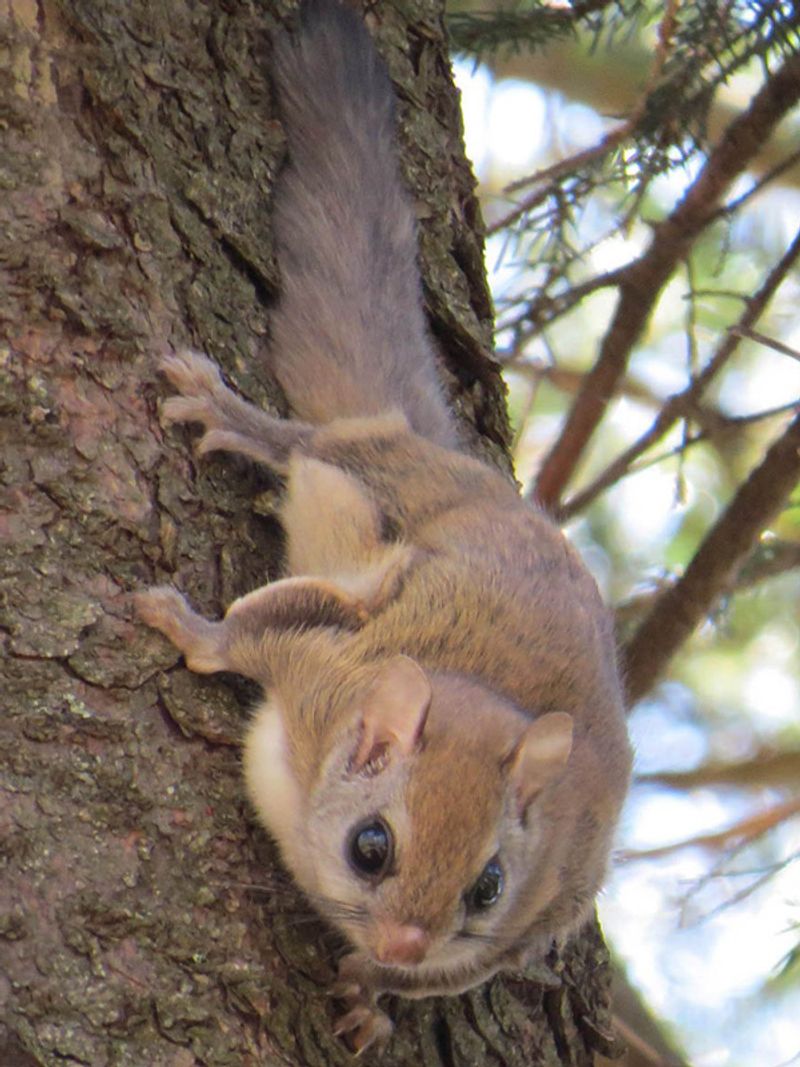 Carolina Northern Flying Squirrel