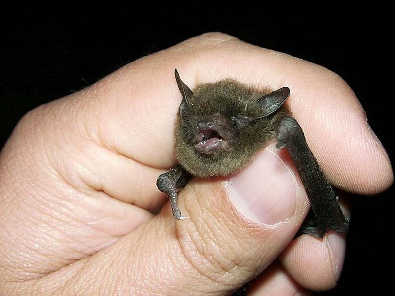 Indiana Bats