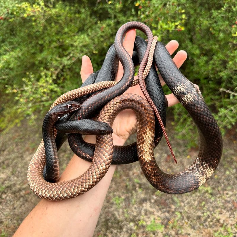 Coachwhip Snakes