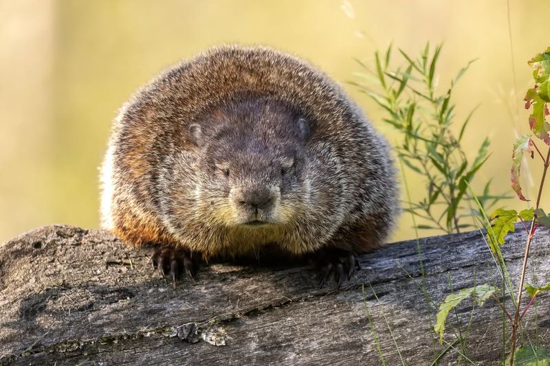 Woodchucks (Groundhogs)