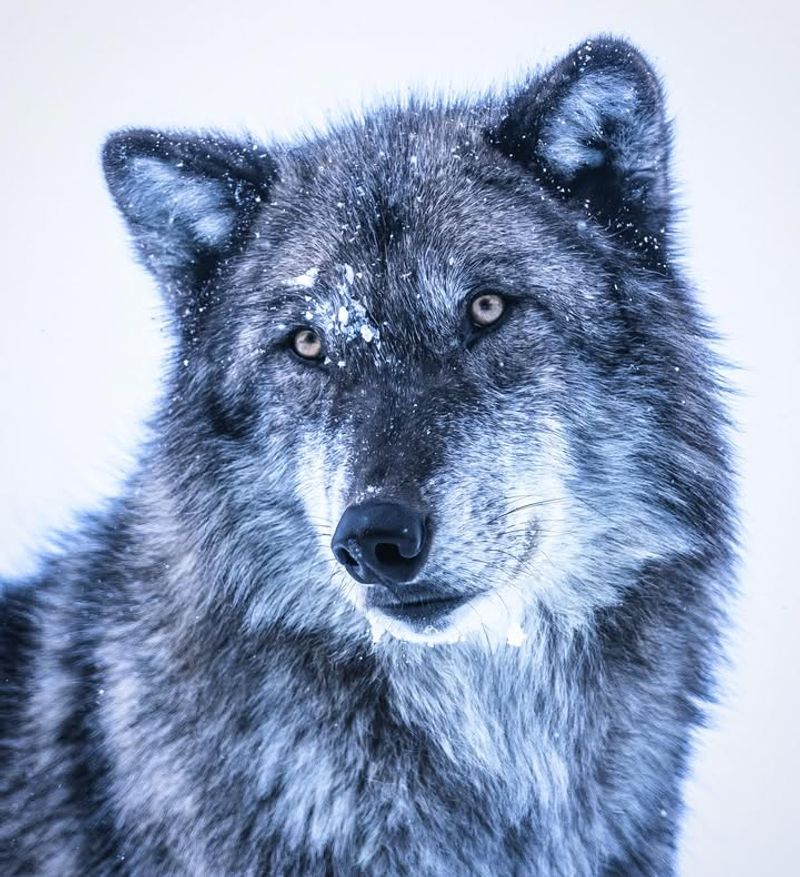 Gray Wolves