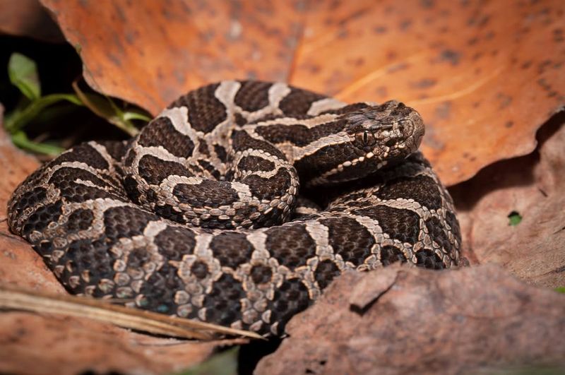 Eastern Massasauga Rattlesnakes
