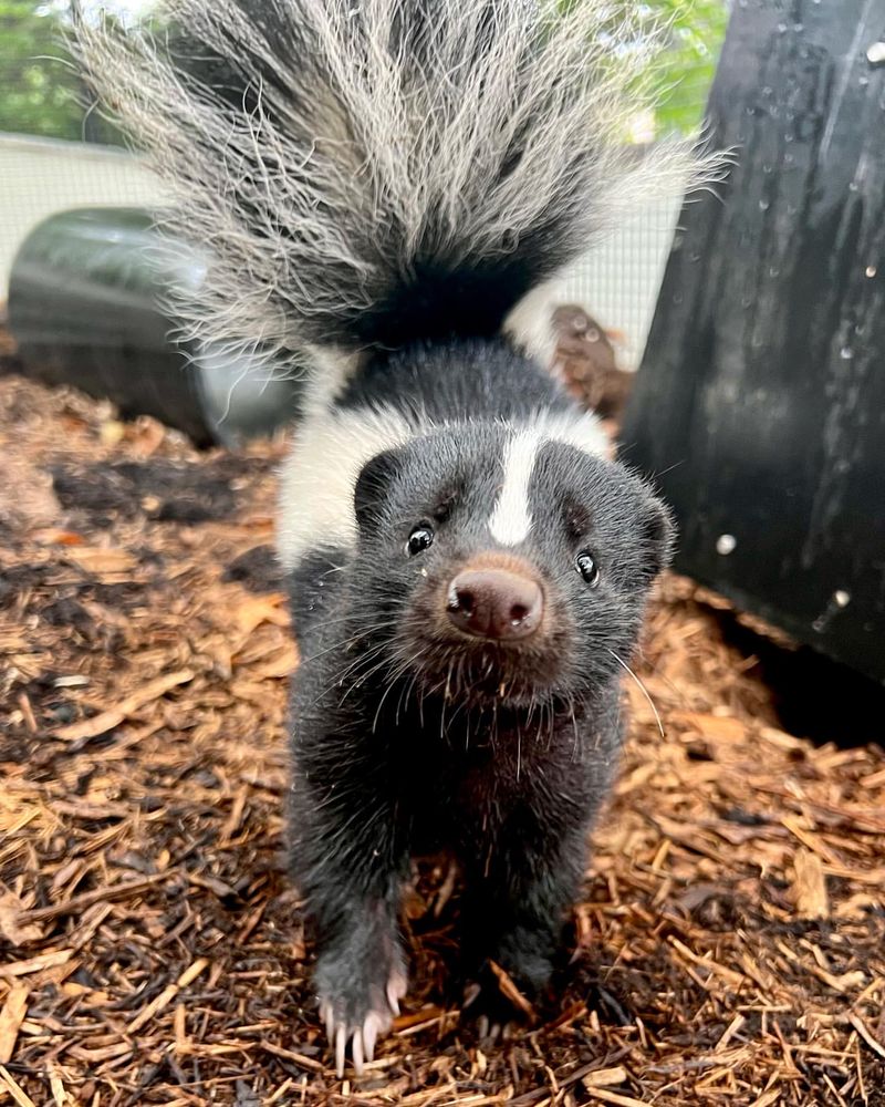 Skunks