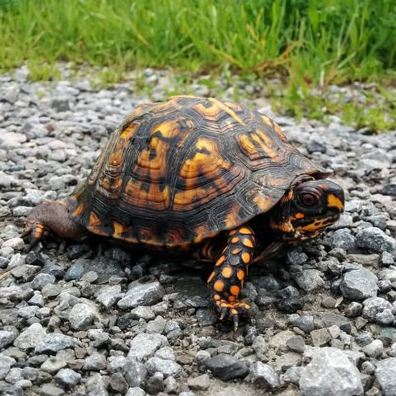Box Turtles