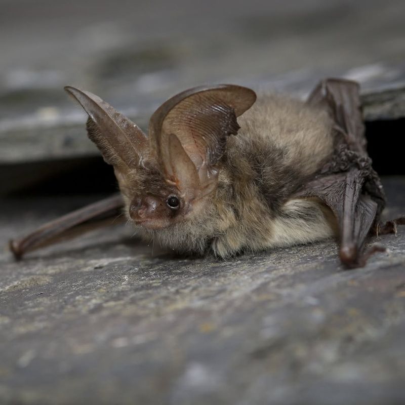 Northern Long-eared Bats: Nighttime Neighbors