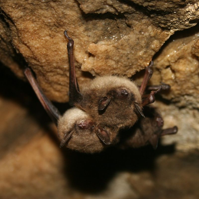 Little Brown Bats: Nighttime Garden Allies