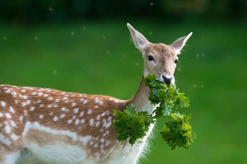 Deer