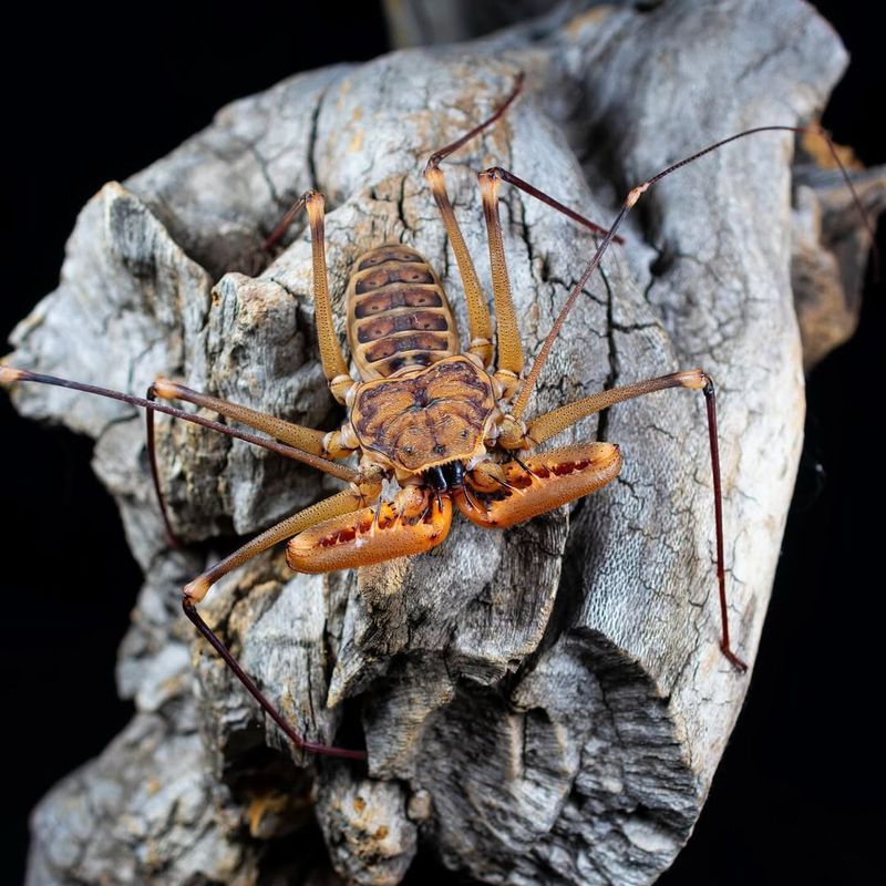 Pacific Scorpion