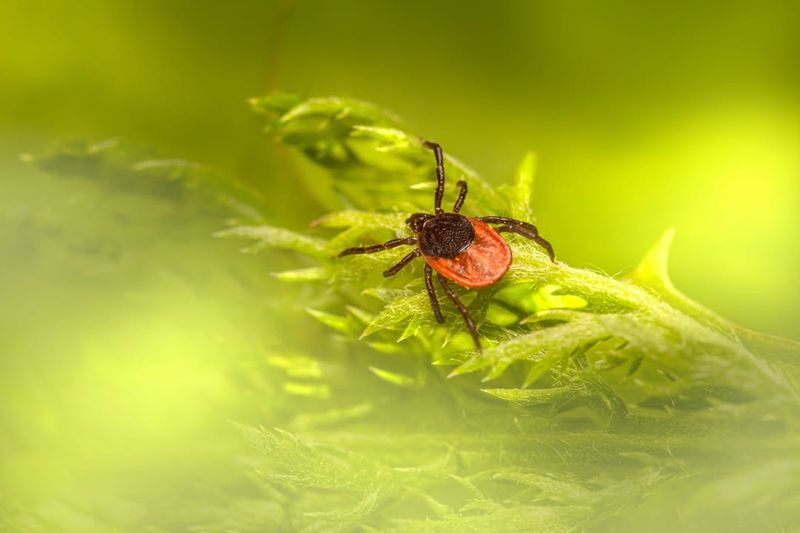 Deer Tick (Blacklegged Tick)
