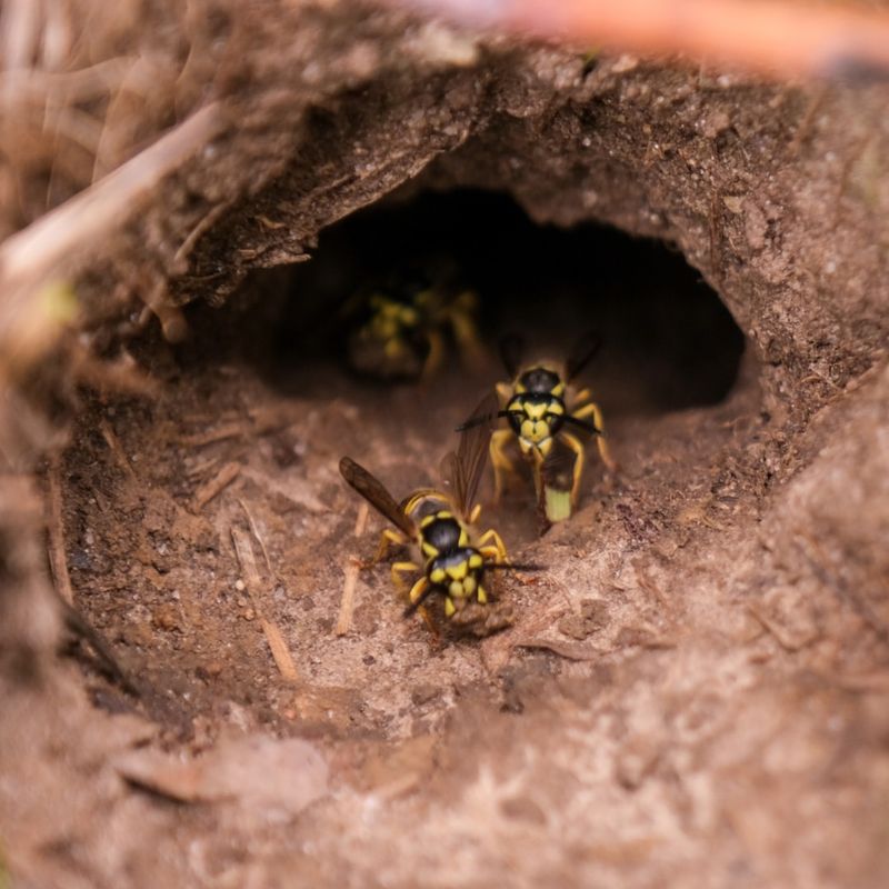 Yellow Jacket Wasp