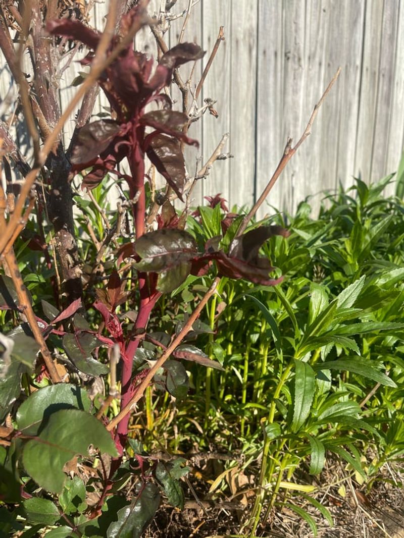 Witch's Broom Plant Deformities