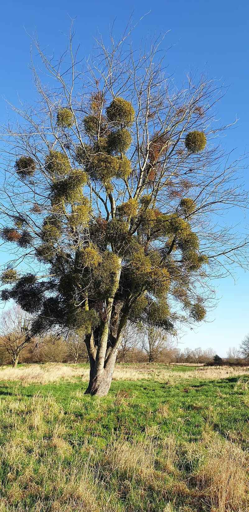 Mistletoe Clumps