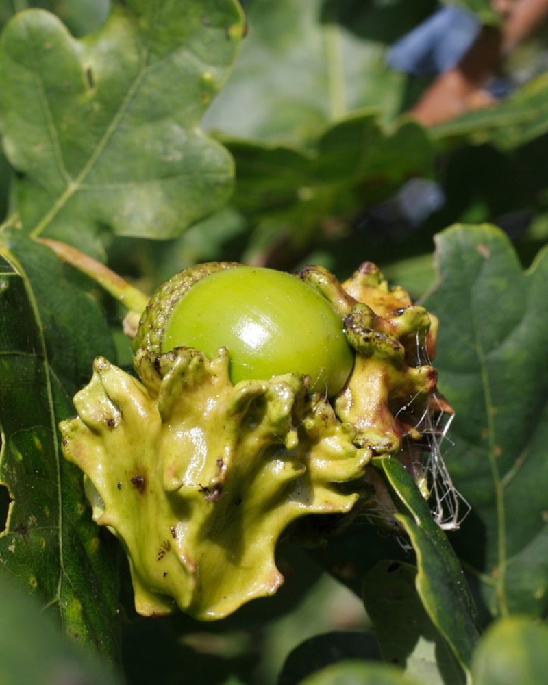 Oak Apple Galls