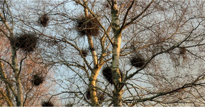 Witch's Broom Disease Creates Tangled Branch Clusters