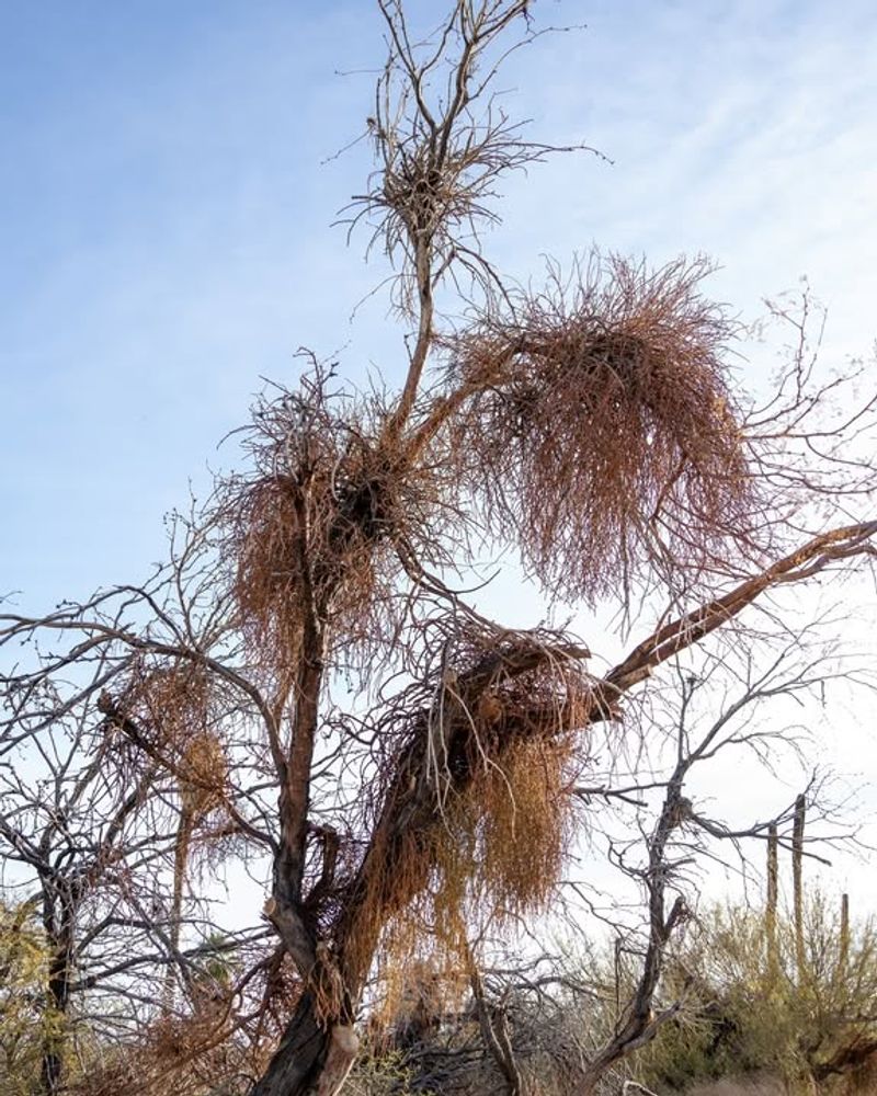 Mistletoe Clumps