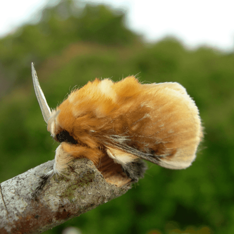 Puss Caterpillar