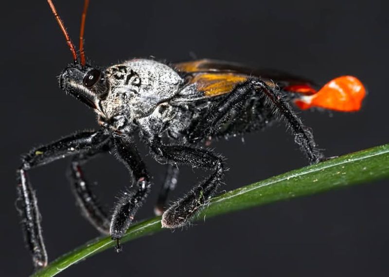 Assassin Bugs