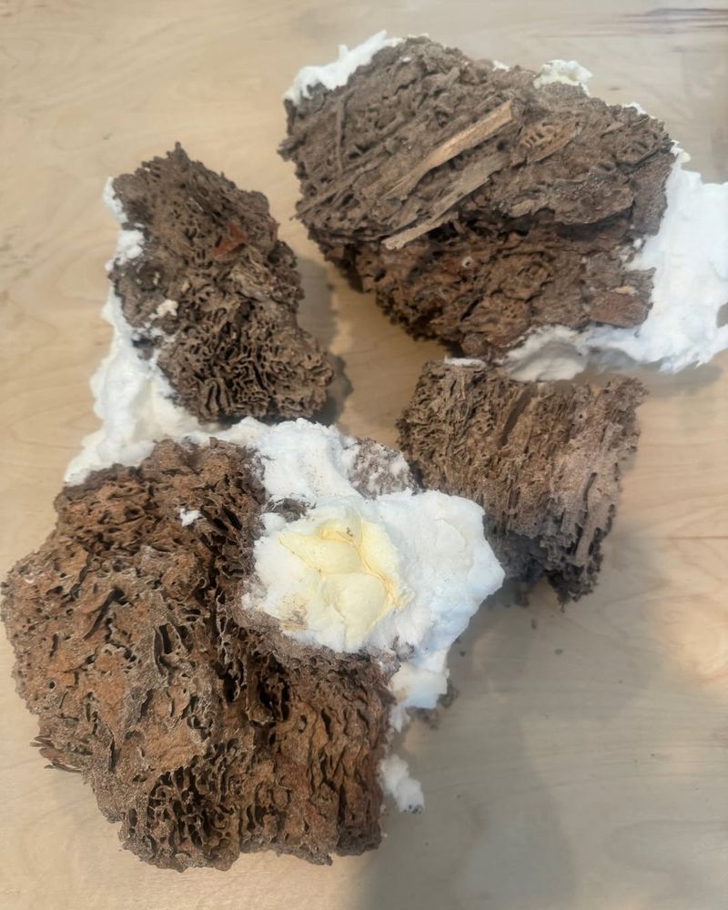 Termite Carton Nests