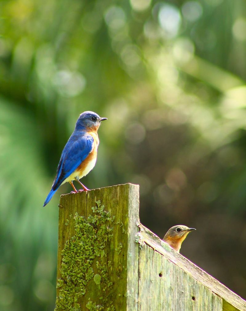 Eastern Bluebirds