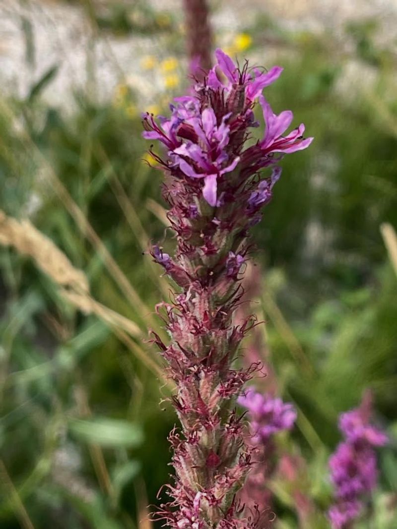 Purple Loosestrife