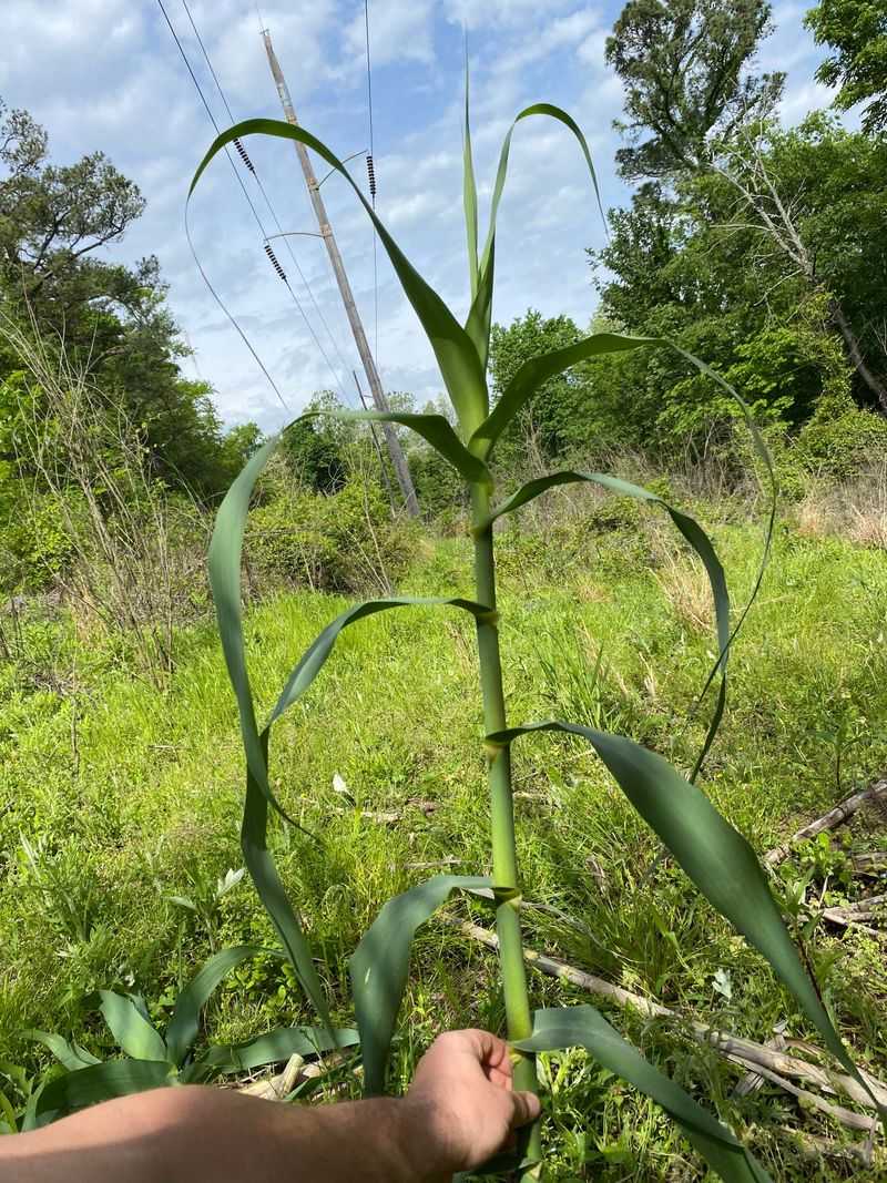 Giant Reed